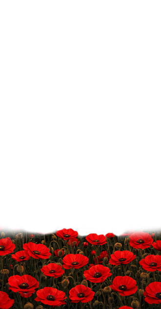 Field of Poppies FG