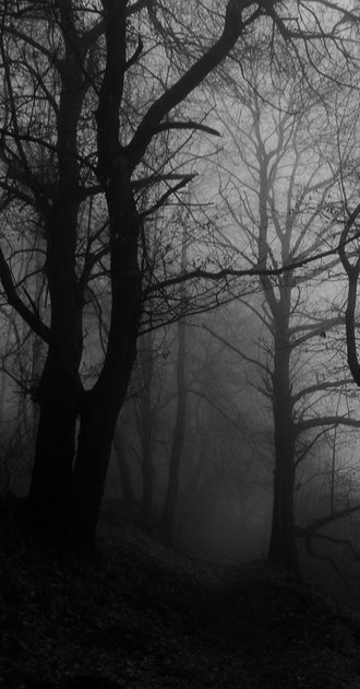 Black Forest Background