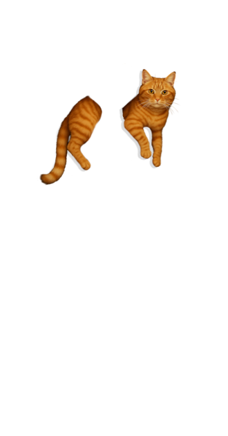 Orange Tabby Cat Friend