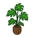 House Plant